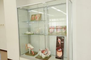 解剖模型の展示(1)